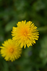 yellow dandelion flower