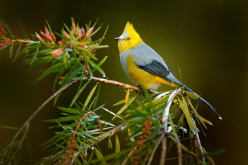 Long-tailed silky-flycatcher, Ptiliogonys caudatus, beautiful bird sitting on the red violet flower. Bloom in the tree with silky-flycatcher. Bird in the nature tropic forest, Tapantí NP, Costa Rica.
