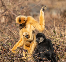 gibbons family with black father and golden mother and child sitting in bushes