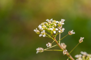 Beautiful flowers blooming in garden.Background texture