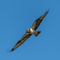 river hawk or western osprey (Pandion haliaetus) in flight