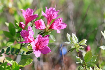 철쭉꽃이 보이는 아름다운 봄풍경