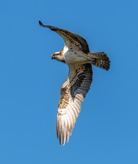 river hawk or western osprey (Pandion haliaetus) in flight