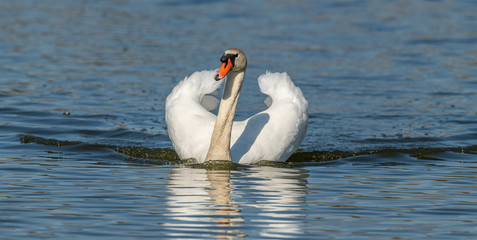 swan male swimming towards in threatening pose
