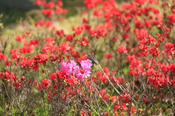 철쭉꽃이 보이는 아름다운 봄풍경