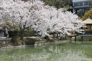 Obraz na płótnie Canvas 春爛漫公園の満開の桜