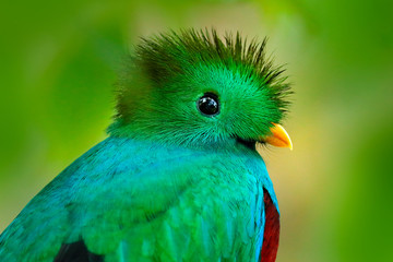 Quetzal, Pharomachrus mocinno, from  nature Costa Rica with green forest. Magnificent sacred mistic...