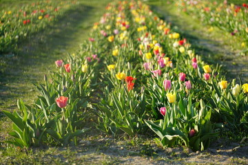 small private tulip field with various hybrids of tulips for self-service, self cutting of flowers....