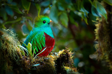 Quetzal, Pharomachrus mocinno, from  nature Costa Rica with pink flower forest. Magnificent sacred mystic green and red bird. Resplendent Quetzal in jungle habitat. Wildlife scene from Costa Rica.