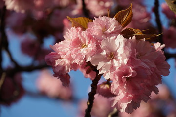 Sakura twig with a cluster of flowers in full blossom and some small leaves with the sky on the background in spring