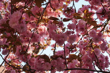 crown of a sakura tree in full blossom as a background. The color of the blossom stands out against clear blue sky