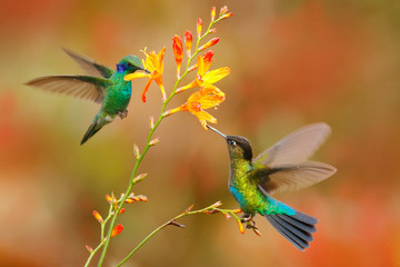 Fiery-throated Hummingbird, Panterpe insignis, shiny colorful bird in flight, sucking nectar from...