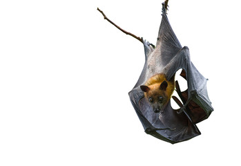 Lyle's flying fox on branch on white background.