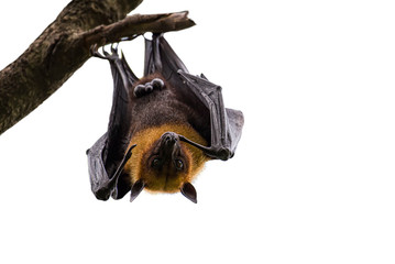 Lyle's flying fox on branch on white background.