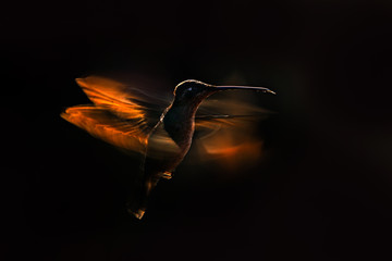 Hummingbird orange sunset. Bird in evening sunset with Talamanca admirable hummingbird, Eugenes...