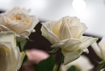 Bouquet of fresh roses, flower bright background.