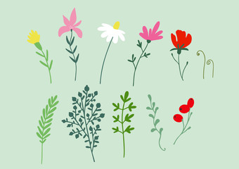 Set of spring and summer flowers, camomile, berries and herbs for creating a bouquet, design frames, backgrounds. Isolated vector.