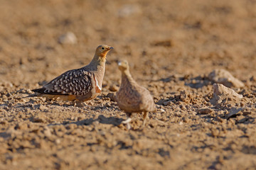 Namaqua sandgrouse, Pterocles namaqua, ground-dwelling bird in the sandgrouse family. sandgrouse,  from arid regions of south-western Africa.