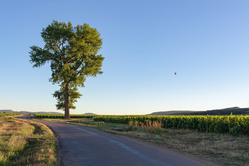 View of a tree in the middle of the valley of the golden coast of Burgundy, Beaune, France