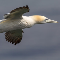 Gannet flying