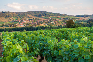 Fototapeta na wymiar Panoramic view of the vineyards of the Vaux valley in Burgundy, France