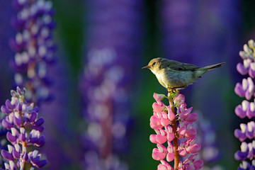 Common Chiffchaff, Phylloscopus collybita, singing on the beautiful violet Lupinus flower in the nature meadow habitat. Wildlife summer scene. Bird with open bill sitting on the bloom.
