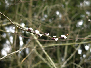 twigs of budding willow in spring with buds