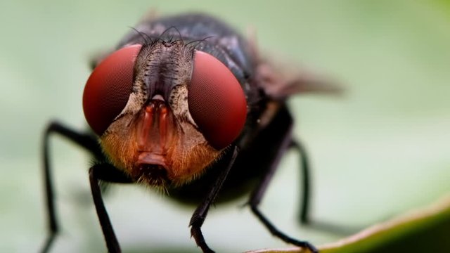Close up of insect fly on green leaf plant nature