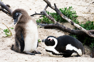 Penguins on the beach in Cape Town South Africa