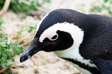 Obraz premium Penguins on the beach in Cape Town South Africa