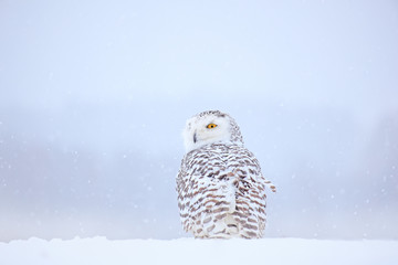 Snowy owl sitting on the snow in the habitat. Cold winter with white bird. Wildlife scene from...