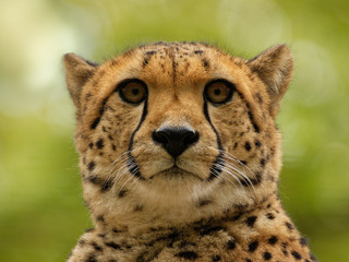 Gepard © Tobias