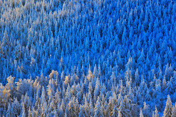 Pink morning light before sunrise. Winter twilight, cold nature in forest. Orlicke hory, Czech republic. Mountain landscape with t birch tree forest, snow and rime.