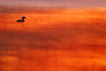 Great Crested Grebe, Podiceps cristatus, water bird sitting on the nest. Nesting time, on the dark green lake, bird in the nature habitat, Czech Republic. Wildlife scene from nature, orange sunset.
