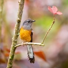 Shama Thrush