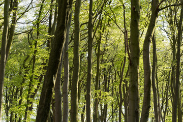 Obraz premium Sun-drenched deciduous forest in spring. Fresh green on the trees.