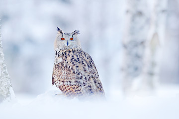 Winter scene with Big Eastern Siberian Eagle Owl, Bubo bubo sibiricus, sitting in the birch tree with snow in the forest.
