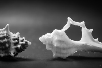 Marine still Life with shells on the sand (sugar crystals) with azure-blue sky. shot in the Studio.