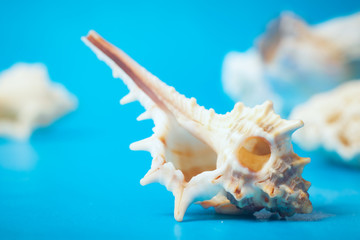 Obraz na płótnie Canvas Marine still Life with shells on the sand (sugar crystals) with azure-blue sky. shot in the Studio.