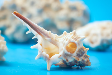 Marine still Life with shells on the sand (sugar crystals) with azure-blue sky. shot in the Studio.