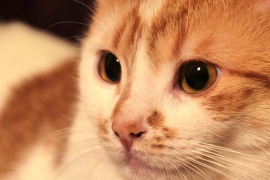 Katze