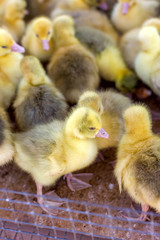 little yellow goslings are sitting in a box at the bird market