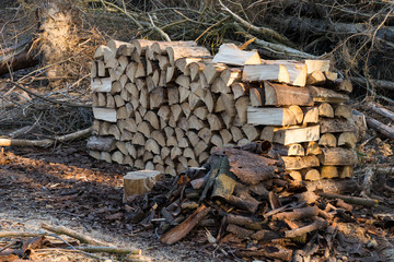 pile of stapled firewood in the forest