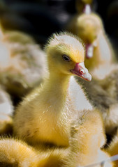 little yellow goslings are sitting in a box at the bird market