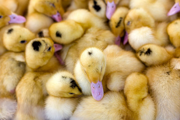 little yellow ducklings are sitting in a box at the bird market