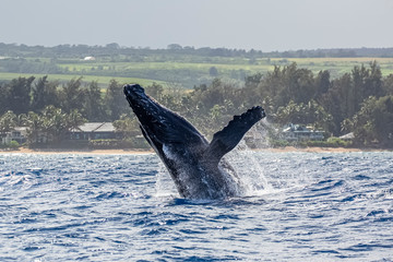 Fototapeta premium Humpback Whales