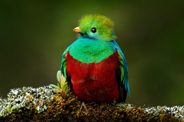 Quetzal, Pharomachrus mocinno, from  nature Costa Rica with pink flower forest. Magnificent sacred mystic green and red bird. Resplendent Quetzal in jungle habitat. Wildlife scene from Costa Rica.