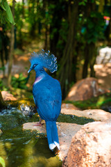 Unusual Crowned Pigeon in a green park. beauty of nature. Bird watching