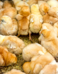 little yellow chickens are sitting in a box at the bird market