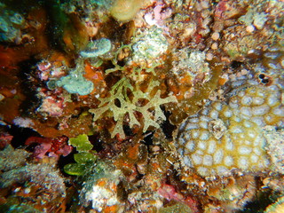macroalgae, seaweeds, 